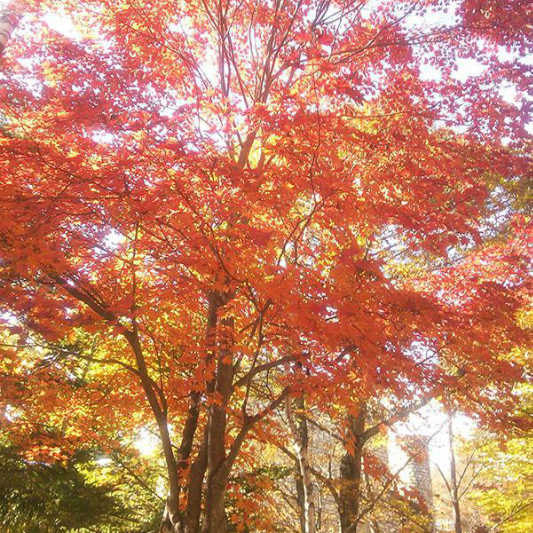 ら・べるでゅーら 秋景色